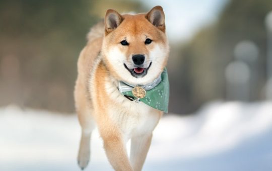 Ethereum founder Vitalik Buterin wears Shiba Inu pyjamas to conference