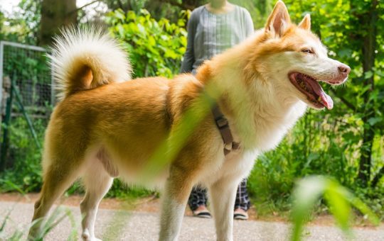 Stars Arena hacked as Memeinator token sale gains strength