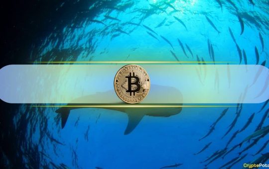 Bitcoin Whales Accumulate $941M BTC in 24 Hours as Prices Drop, What Does This Mean?
