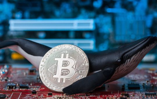 This Sleepy Bitcoin Whale Was Sitting on $61 Million—Now It's on the Move